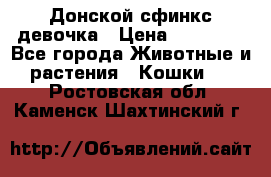 Донской сфинкс девочка › Цена ­ 15 000 - Все города Животные и растения » Кошки   . Ростовская обл.,Каменск-Шахтинский г.